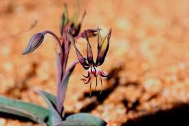 Image result for Ornithoglossum