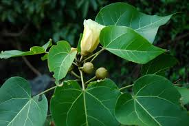 Image result for Azanza lampas