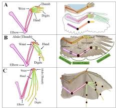 Maybe you would like to learn more about one of these? A Human Hand B Bird And C Bat Forelimb Comparison Wings Evolved Download Scientific Diagram