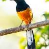 Suara burung cici padi gacor suara merdu untuk masteran dan pancingan burung cici padi peliharaan agar cepat gacor dan buka. 1