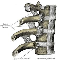 Major landmarks of a typical rib are the following: Articulation Of Head Of Rib Wikipedia