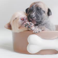 This puppy milk formula provides a growing pup with 29 percent of protein and 28 percent of fat, plus 2mg of iodine in every kg of the milk. Amazon Com Thomas Pet Goatalac Goat Milk Replacer For Puppies Kittens Powder 4 Pounds Pet Nursing Supplies Pet Supplies