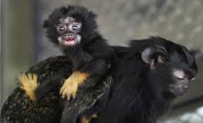 Snapshots Of The Week Cute Monkey Cute Funny Animals Mammals