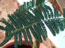 Image result for Acacia sieberiana