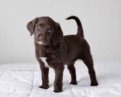 Find labradoodles for sale in dallas on oodle classifieds. Labradoodle Puppy Love