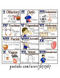 12 Cranial Nerves 2 Pdf Nurse Nursing School Nursing School Studying