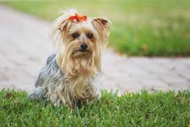 Image result for white yorkshire terrier