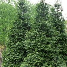 Adaptable to a variety of soil conditions. Buy Affordable Green Giant Arborvitae Evergreens Arbor Day Foundation Buy Trees Rain Forest Friendly Coffee Greeting Cards That Plant Trees Memorials And Celebrations With Trees And More