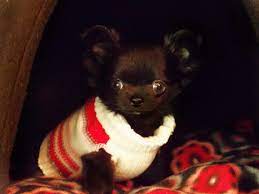 Look at pictures of chihuahua puppies who need a home. Chihuahua Puppies For Sale In Wi Petsidi