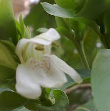 Image result for Justicia heterocarpa