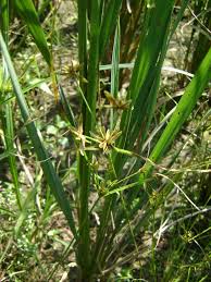 Image result for Pycreus flavescens