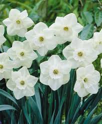 Narcissus Stainless Bulb Flowers Narcissus Flower Pretty Flowers