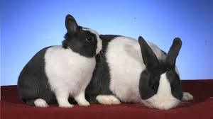 Downloade dieses freie bild zum thema kaninchen hase schlappohr aus pixabays umfangreicher sammlung an public domain bildern und videos. Die Geburt Bei Kaninchen Kaninchenzeitung