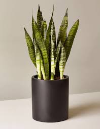 Snake Zeylanica Snake Plant Plants Low Light Plants