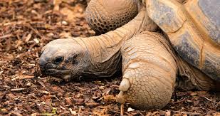 How Did Seven Giant Tortoises From A Remote Island In The Seychelles End Up  Dead More Than 5,000 Miles Away In A Sleepy Forest In Devon? | Daily Mail  Online