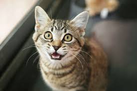 ‪The 10 main sounds a cat makes‬‏
