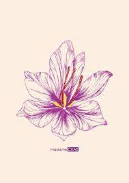 Saffron On Behance Saffron Flower Flower Illustration Flower Painting