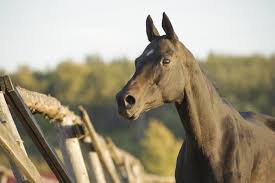 The persons responsible for business activities are michael j morrisroe with the seat at. Comparing Horse Medical Insurance With Colic Insurance Coverage As Part Of A Supplement Plan Healthy Farms Happy Animals