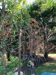 Some have edible fruit, some have edible fruit that people say is worthless, some have fruit that is not edible, and some sites said some weeping cherry trees are poisonous. Weeping Cherry Of A Friend S Is Dying Thoughts General Fruit Growing Growing Fruit