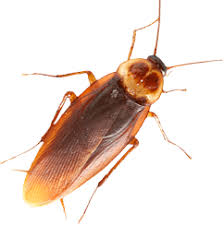Whether you're having a problem with general pests such as spiders and. Black Diamond Pest Control Your Pest Control Experts