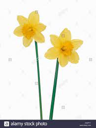 Secca gambo lungo fiori freschi recisi fiori immortale fiori ananas arancione per la decorazione. Fiori Gialli Gambo Lungo