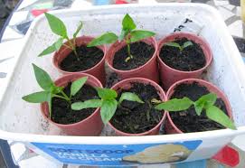 What size container do you need for bell peppers? How To Grow Sweet Bell Peppers In Containers And Pots Dengarden