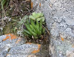 Image result for Clutia monticola