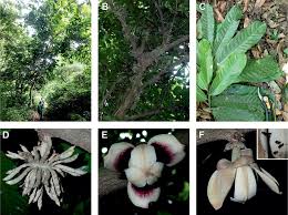 Image result for Uvariodendron