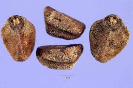 Image result for Ipomoea hederifolia