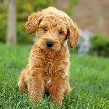 Mini Goldendoodle Puppies For Sale Greenfield Puppies Goldendoodle Puppy Mini Goldendoodle Puppies Goldendoodle Puppy For Sale