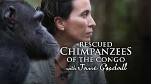 Rescued Chimpanzees of the Congo with Jane Goodall