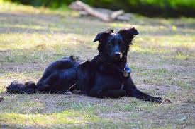 The redbone coonhound is both fast and agile, often able to traverse or hike through rocky hills, and even swim through water at a fast pace. Border Collie Flat Coated Retriever Mix Collie Mix Retriever Mix Border Collie