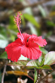 The shop work in is called a florist. Hibiscus Wikipedia