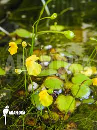 Image result for Utricularia gibba
