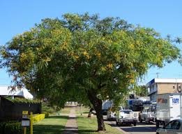 Image result for Tipuana