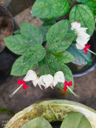 Image result for Octolepis decalepis