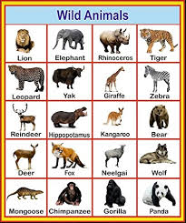 buy sds learning wild animals chart for kids reading