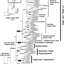 Image result for Tragia grandistipularis