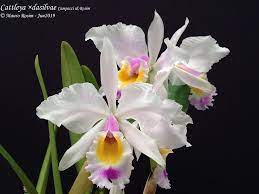 Cattleya Dasilvae Campacci Rosim Cattleya Orchid Flower Flower Photos