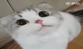 Hickirik Tutmus Kedi Seyredelim Com