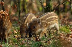 Schwarzwild Wildwald Vosswinkel Tiere Des Waldes Wildschwein Lustige Tiere
