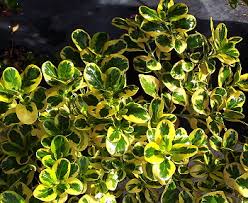 Image result for Coptosperma zygoon