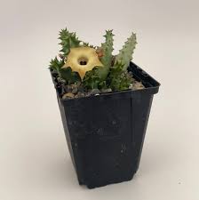 Image result for Huernia levyi