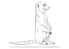 Learn How To Draw A Meerkat Wild Animals Step By Step Drawing Tutorials Draw a circle as a guide for the meerkat's head. learn how to draw a meerkat wild