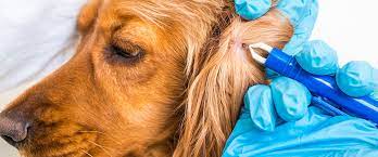 Il s'agit d'une maladie infectieuse provoquée par borrelia burgdorferi, une bactérie spiralée transmise par les tiques de l'espèce ixodes ricinus les symptômes de la maladie de lyme chez le chien sont semblables à ceux de l'homme. Maladie De Lyme Chez Les Animaux Clinique Veterinaire Blainville
