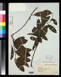 Image result for Triclisia