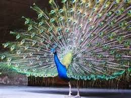 To unsubscribe, select cancel subscription. Petition Stop Killing Of Peacocks In Tharparkar Change Org