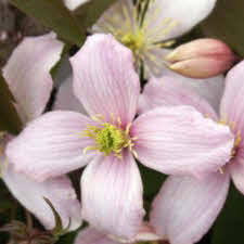 Use them in commercial designs under lifetime, perpetual & worldwide rights. Clematis Online Kaufen Clematis Shop Der Baumschule W Kruse