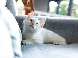 katzenrassen die wenig haaren welche gehoren dazu
