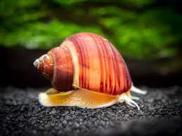 Snails Are Oft Regarded As A Pest In Freshwater Tanks But There Are Some Types Of Snails That Make Good Algae Eaters These Are The Bes Betta Fish Snail Breeds